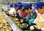Manufacturing Process