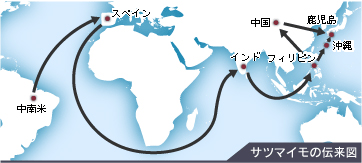 サツマイモの伝来