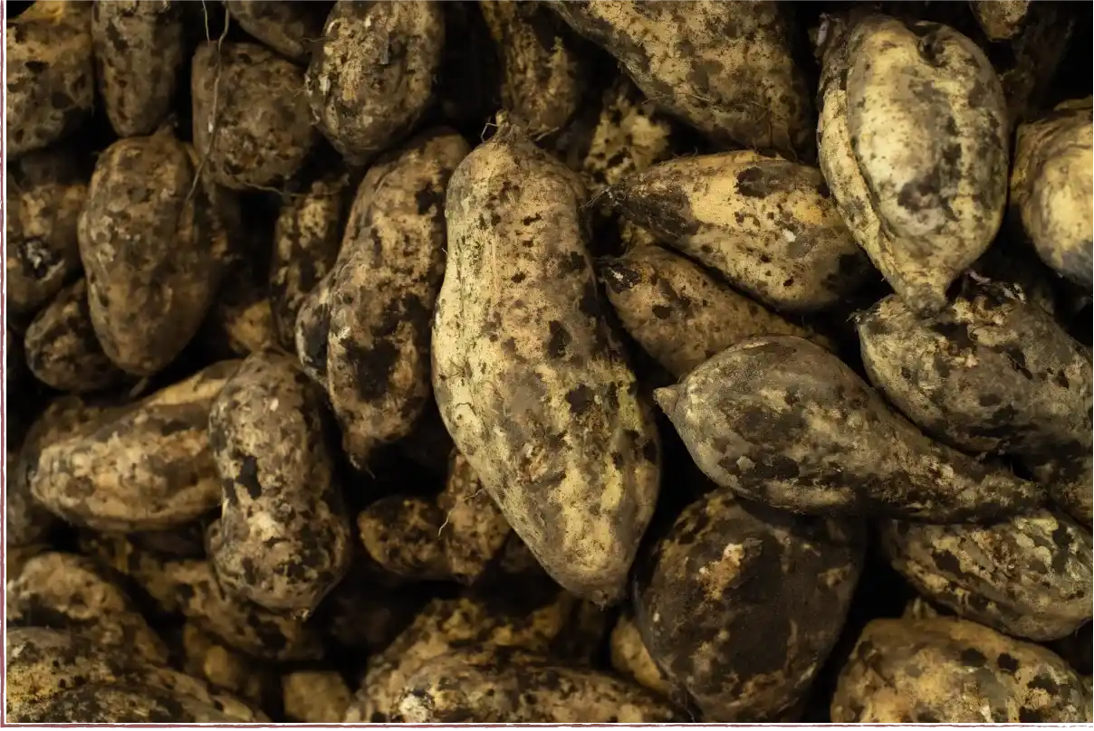 鹿児島県南薩󠄀摩産さつまいも